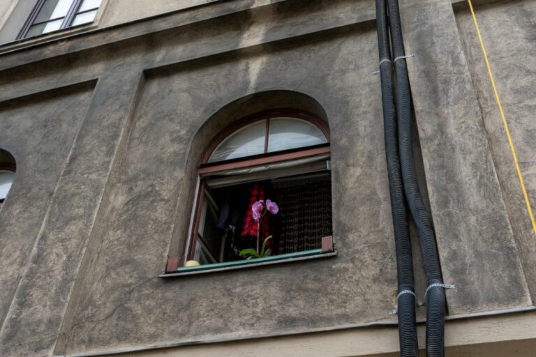 Orchidee im Fenster eines Abbruchhauses, Radetzkystraße, Wien, Landstraße