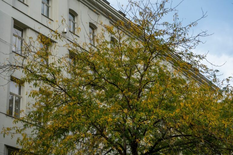 Baum und Leiner-Haus, Mariahilfer Straße, Wien, 7. Bezirk