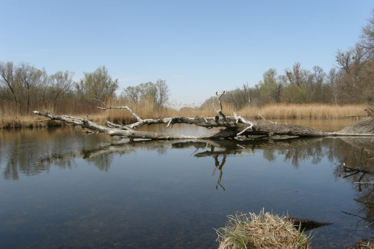 Lobau (Foto: 2010, JonnyBrazil, CC BY-SA 3.0)