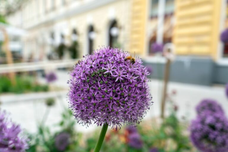 Blume, Biene, Ruth-Klüger-Platz, 1070 Wien