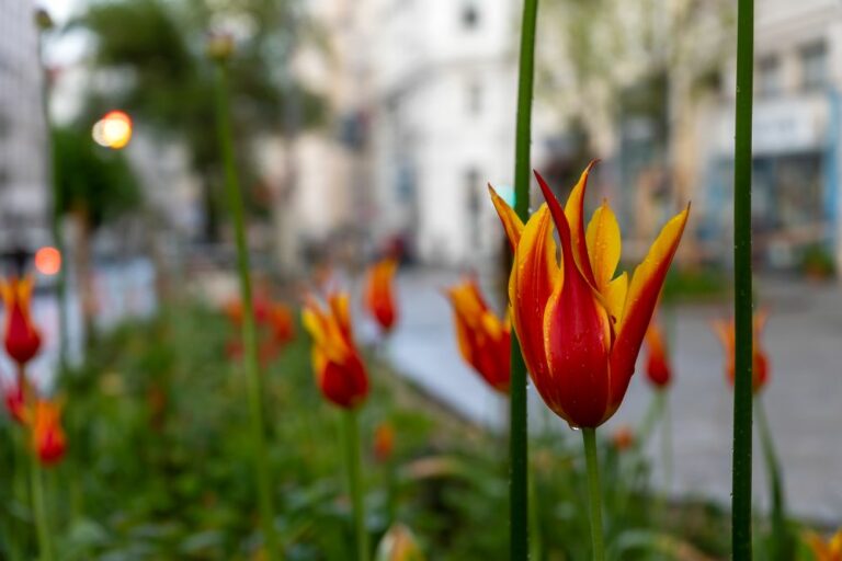 Tulpen am Ruth-Klüger-Platz in Wien-Neubau