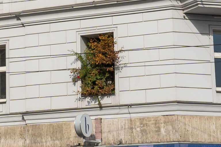 Baum wächst aus einem Fenster eines alten Hauses in Wien