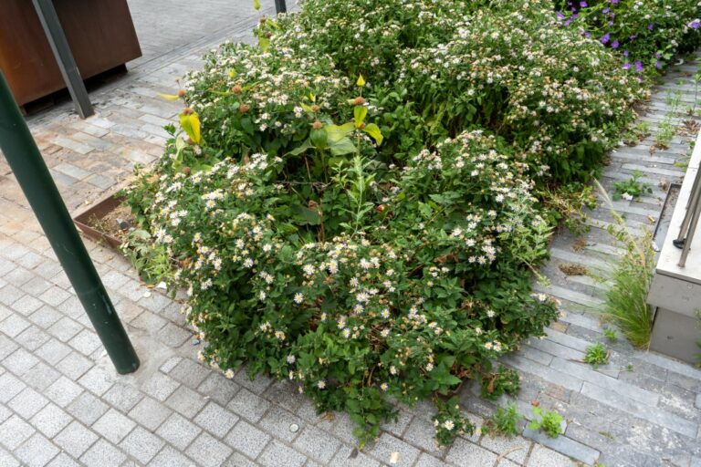 Pflanzen auf einer Grünfläche in einer Fußgängerzone im Stadtzentrum von Brüssel (Pentagon)