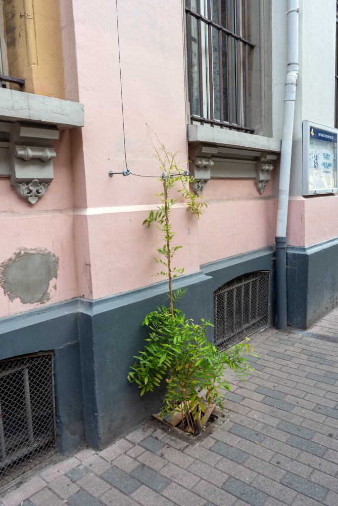 Kletterpflanze auf einer Hauswand