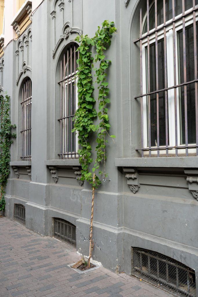 Rankpflanze auf einem Gebäude in Brüssel, Fenster, Gitter