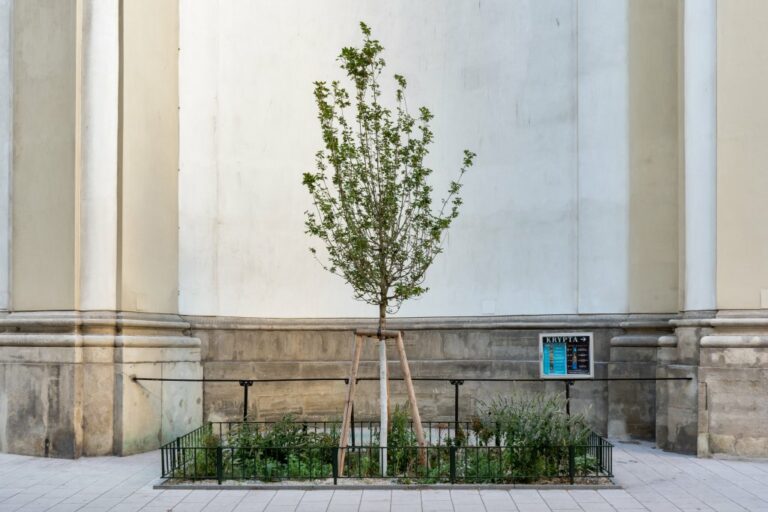 neu gepflanzter Baum