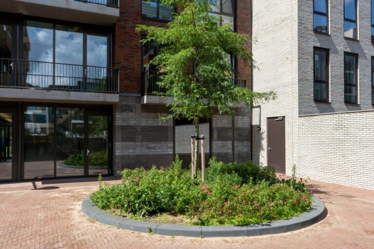 Baum im Hof eines Baublocks, Gebäude mit Balkonen