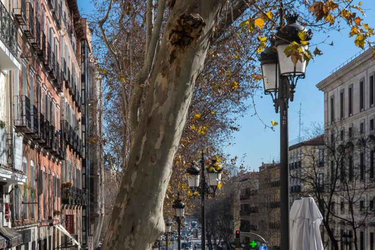 Bäume und Laternen auf einer breiten Straße in Madrid