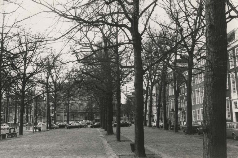 Straße mit vielen Bäumen
