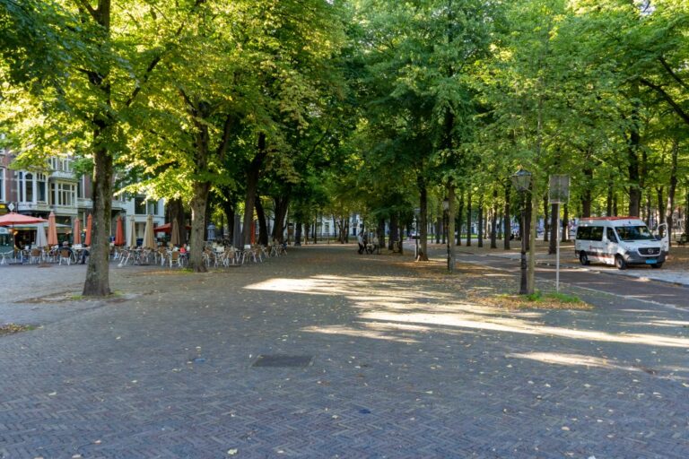 Straße mit vielen Bäumen