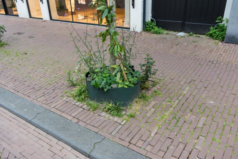 Baum auf einem gepflasterten Gehsteig