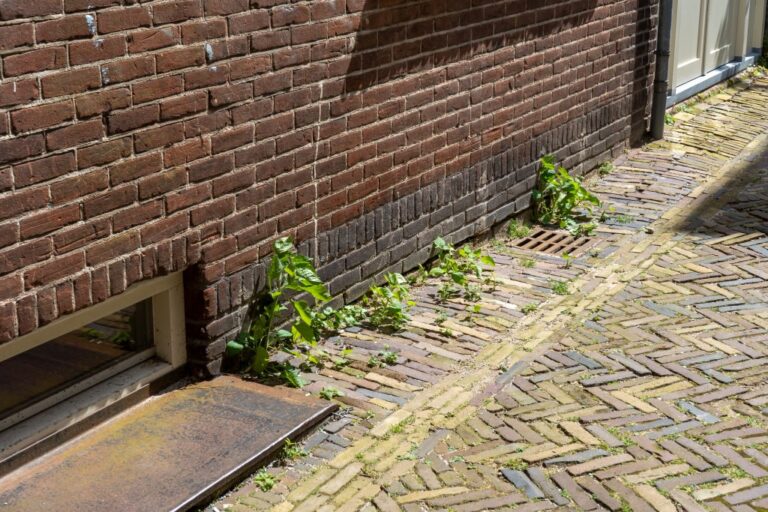 Pflanzen wachsen zwischen Klinkerpflastersteinen hervor, Ziegelwand